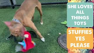 MEET CARLY AT KC PET PROJECT [upl. by Colpin]