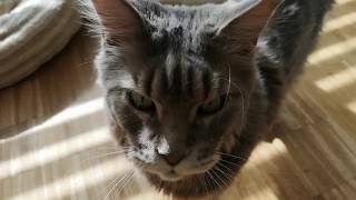 Maine coon quotI want to go outquot meowing and chirping [upl. by Harvie]