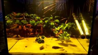 Freshwater aquarium fish  Bristlenose pleco  ancistrus sp [upl. by Sonitnatsnoc641]