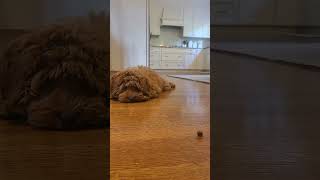 Mini Australian Labradoodle Puppy Training Doodle Dog leave it treat [upl. by Droc437]