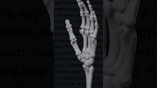 Biomechanics of the thumb movements at the first carpometacarpal joint [upl. by Atsugua]