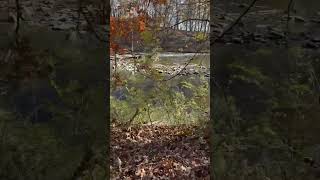 Kayla Marie BMC Fall Autumn Leaves 🍂 CVNP Towpath Cuyahoga River Lock 29 Trailhead Peninsula Ohio [upl. by Osy]