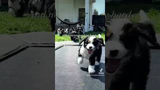 Tennessee Bernedoodle Puppies [upl. by Nayrb]