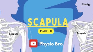 Scapula  Part II [upl. by Yssenhguahs]