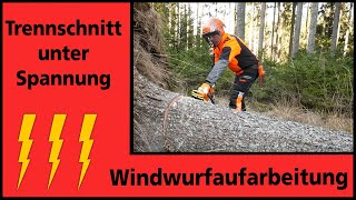 Windwurfaufarbeitung I seitlich verspannter Baum I Holz in Spannung I FAST Ossiach [upl. by Aihsoem]