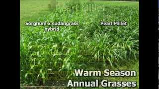 Summer Annuals as an Alternative Forage Crop [upl. by Netsirhc]