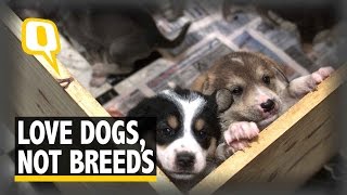 The Quint Love Dogs Not Breeds Indie Dogs Are Just as Loving as Pedigrees [upl. by Oicanata]