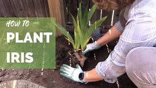 How to Plant Iris Correctly for Long Term Success [upl. by Sioled]