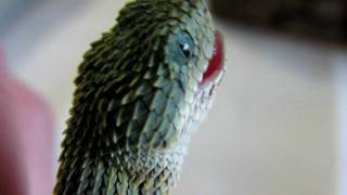 Atheris squamigera NZ 122009 feeding [upl. by Suh]