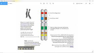 Quick explanation difference between gene allele and chromosomes [upl. by Esinahs784]