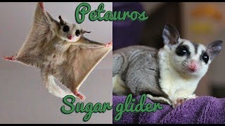 Petauros del azucar jugando saltando y planeando Sugar glider jumping and gliding [upl. by Margit]