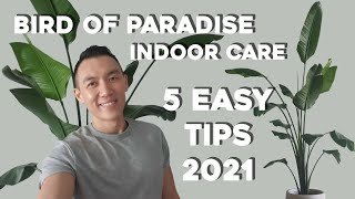 Bird of Paradise Indoor Care  5 Easy Care Tips  Strelitzia Nicolai amp Reginae Plant Tips [upl. by Norrabal]