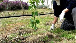 Training and Thinning Young Grape Vine to 2 Shoots [upl. by Eldwon]