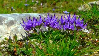 Nationalpark Hohe Tauern [upl. by Idnic]