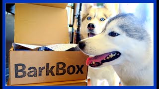 HUSKY SHELBY IS A TOY THEIF  BarkBox UnBoxing with the Snow Dogs [upl. by Ern608]