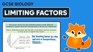 Photosynthesis Limiting Factors  GCSE Biology [upl. by Egiedan96]