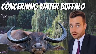 Water Buffalo Can Swim [upl. by Lorette600]