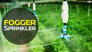 Fogger Irrigation System  Fogger Sprinkler  How Does it Works  Discover Agriculture [upl. by Bennion]