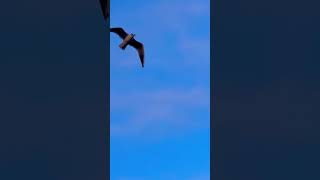 Black Headed Gull Flies Low Above Camera At Dusk In Late November birds avian nature [upl. by Sidnac]