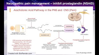 Neuropathic Pain  NSAIDs Paracetamol and corticosteroids [upl. by Aidualk]