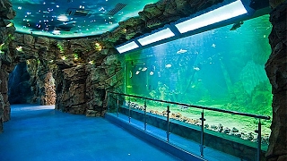 Koncepcja budowy Oceanarium w Międzyzdrojach [upl. by Tnert]