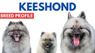 Keeshond Dog Breed Profile History  Price  Traits  Grooming Needs  Keeshond Dog Lifespan [upl. by Dleifyar]