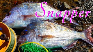 Snapper Off The Rocks [upl. by Dahcir]