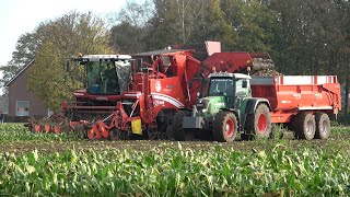 Suikerbieten rooien met Grimme Maxtron 620 en Fendt 714 Vario TMS met Vaia kipper 2021 [upl. by Nosreffej]