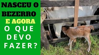 VEJA QUAIS SÃO OS CUIDADOS COM OS BEZERROS AO NASCER [upl. by Lolita447]