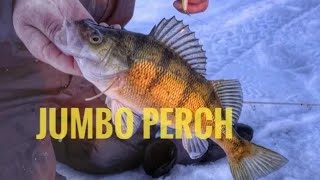 Ice Fishing South Dakota PERCH Insane Sunset Bite [upl. by Naitsyrk461]