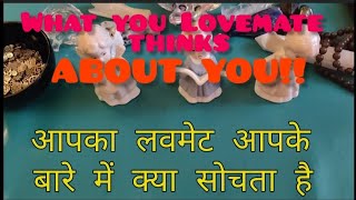 WHAT YOUR LOVE❤️MATE THINKING 🤔 ABOUT YOU zodiac love marriage soulmate angels relationship [upl. by Marvin]