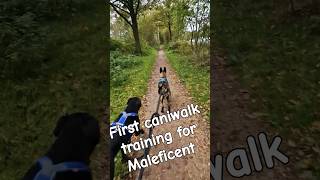 First caniwalk training for Maleficent 🐾🏃 [upl. by Rehportsirhc]