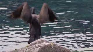 CORMORANO in INVERNO al LAGO di GARDA TRENTINO [upl. by Gschu518]