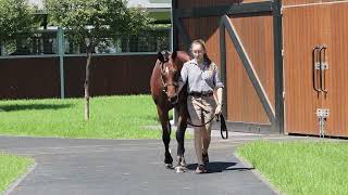 Lot 448  Dundeel x Stay With Me filly [upl. by Giavani188]