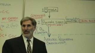 Professor Fink explains CELLULAR RESPIRATION Part 4 Glycolysis amp Fermentation [upl. by Lasley]