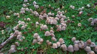 Fairy Inkcap Coprinellus disseminatus [upl. by Irac]