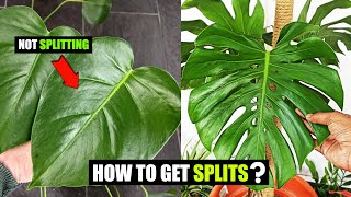 Why is my Monstera not splitting [upl. by Gorrian]