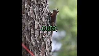 Squirrels The Unexpected Forest Dangers squirrel shorts nature usa [upl. by Niklaus15]