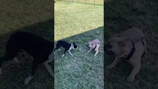 Boston Terrier vs Frenchie  Best Buddies🐶❤️bostonterrier funnydogs shorts [upl. by Atolrac]