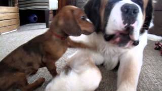 St Bernard vs Miniature Dachshund XVIII [upl. by Yllom]