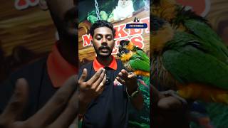 Black headed Caique Parrot  ബ്ലാക്ക് ഹെഡ് കൈക്ക്  Mickey pets Phone No  98463 90746 [upl. by Stanly]