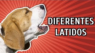 Cachorro Latindo  Som de cachorro  Diferentes tipos de latido [upl. by Oilla906]