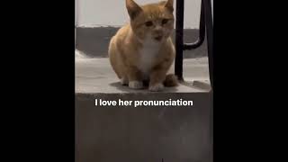 grammatically correct meow [upl. by Flam]