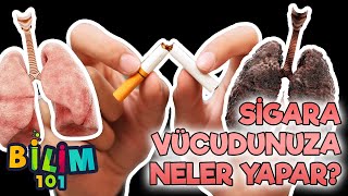 Sigaranın Vücudumuza Etkisi ve Zararları Nelerdir [upl. by Sholem]