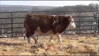 Brink FleckviehSimmentals 2013 Bull amp Heifer Offering [upl. by Joselow936]