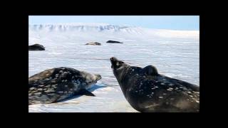 Weddell Seals Quick Conversation [upl. by Tiossem723]