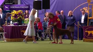 Doberman Pinschers  Breed Judging 2024 [upl. by Gibb]