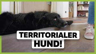 Territoriale AGGRESSION beim Hund beruhigen So kannst du ihm helfen zu entspannen [upl. by Hilel]