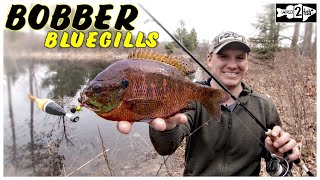 Bobber Fishing Spring Bluegill From the Bank [upl. by Erdnaxela]