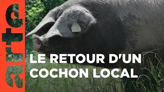 Le Kintoa roi des cochons basques  360° Reportage  ARTE Family [upl. by Ellirehs]